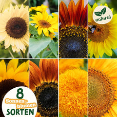 Sonnenblumenkern-Set - 8 Sorten Sonnenblumenkerne - Sonnenblumenkerne im praktischen Pflanzset - Sommerblumensamen, Wildblumenmischung - Blumensamen zum Einpflanzen