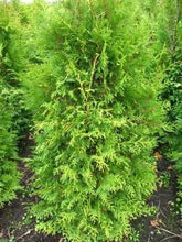 Brabant Lebensbaum Thuja Occidentalis Brabant 100-125 Cm Hoch Im 5 Liter Pflanzcontainer