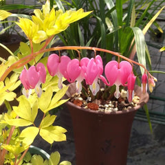 Tränendes Herz, Dicentra Spectabilis - Zierblumen Für Sonnige Plätze Hecken Sträucher Winterhart Blühend Bonsai Balkon Blumensamen Schattenpflanzen Wildblumensamen Balkonblumen 70Samen