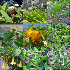 Legendäre Schachtelhalmpflanzen – Samenset mit 5 magischen Pflanzen