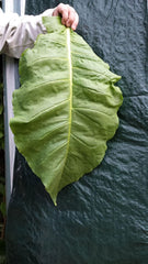 Tabaksamen 5x1000 Echter Rauchtabak 5 Sorten Virginia, Red Front, Orient Xanthi, Baden Geudertheimer Fresh. Ernte 2025