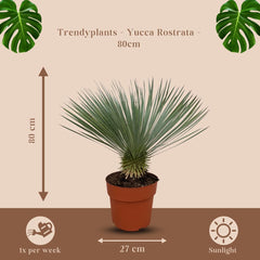 Trendyplants - Yucca Rostrata - Winterhart - Gartenpflanze - Höhe 70-90 Cm - Topfgröße Ø30Cm