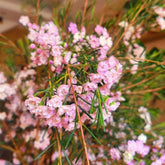 Chamelaucium Uncinatum - Garten Baumsamen Bonsai Ausgefallene Geschenke Bonsaibaum Kletterpflanzen Herbst Deko Wohnzimmer Balkon Zimmerpflanze Immergrüne Gartenpflanzen Winterhart 85Samen
