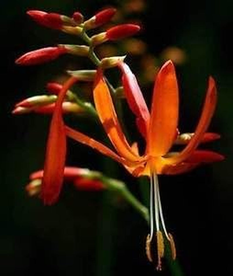 Crocosmia aurea | Sternschnuppe | Valentinstagsblume | Montbretia | 10 Samen
