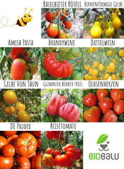 Tomatensamen Bio - 10 Alte Sorten in Einzelpackungen - Historisches Saatgut Set Tomaten, Saatgut RaritĂ€ten in BioqualitĂ€t, Samenfeste & Seltene Tomatensorten FĂŒr - Geschenkset
