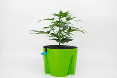 Hydro Farmer, 19-teiliges Topfset Ø 18 cm (grün), Anzuchtsystem inklusive 4 Töpfe, 4 Bewässerungsringe, 4 Deckel, Adapterset und 2 m Schlauch, Hydrokultur, Aeroponik