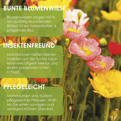 Isländischer Mohnsamen-Mix (Papaver nudicaule) – Wunderschön blühender Mohn mit langer Blütezeit für eine bunte Blumenwiese (Isländischer Mohn)