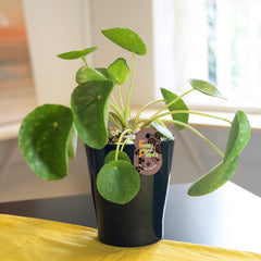 Chinesische Geldpflanze (Pilea Peperomioids) Für Den Innenbereich, Moderne Zimmerpflanze in Schwarzem Keramiktopf