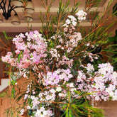 Chamelaucium Uncinatum Garten Baumsamen Bonsai Zimmerbonsai Schnittblumen Balkonpflanzen Frühlingsblumen Gartenpflanzen Winterhart Mehrjährig Exotische Bio Grünpflanzen Winterharte 85Samen
