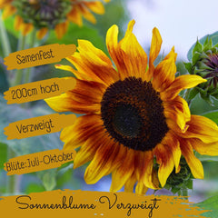 Bio-Sonnenblumenkerne, verzweigt, 20 Sonnenblumenkerne mit hoher Keimrate, Sonnenblumenkerne für den Garten, Balkon, Blumenbeet oder Gastgeschenk. Frei bestäubte Blumensamen.
