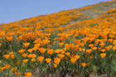 1000 Kalifornischer Mohn (Eschscholzia californica), Wildblumenwiese, Bienenweide.