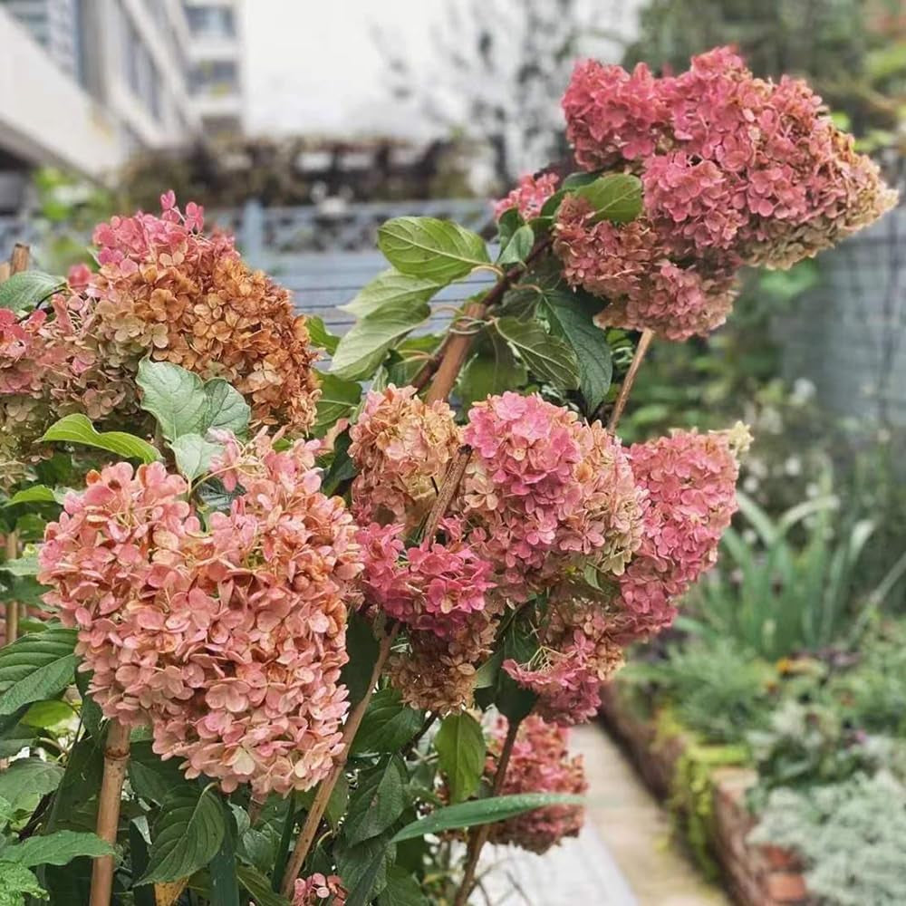 Rispenhortensie, Rispenhortensien Kletterpflanzen Steingartenpflanzen Hortensien Balkonpflanzen Ausgefallene Geschenke Hochbeet Wohnzimmer Deko Balkon Blumenwiese Immergrüne Sträucher 300Samen