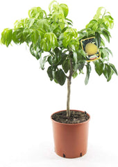 Bergamotte 80-100 Cm – Citrus Bergamia Fantastico – Duftende Zitruspflanze, Ideal Für Tee, Aromatherapie & Gartenpflege