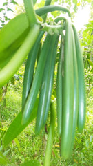 Pulbere de vanilie 50 G, pulbere de vanilie măcinată 100% pură Arome Naty Shop