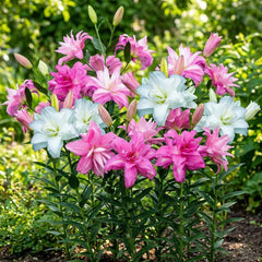 Winterharte mehrjährige Lilienzwiebeln – Orientalische Lotusmischung – 10 Zwiebeln – Exklusive niederländische Blumenzwiebeln – Für Garten und Töpfe (große kernlose Zwiebeln, nicht künstlich)