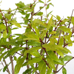 KENTIS - Granatapfel-Bonsai - Punica Granatum Bonsai - Echte Pflanzen FĂŒr Den AuĂenbereich - Handgefertigter Keramiktopf - Topf Ă 15 H 20-30 Cm