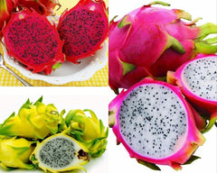 3 Pitaya-Pflanzen, Verschiedene Sorten, Gelb, Rot, Weiß, 30 – 40 Cm, Drachenfrucht, Zamoran, Guyute, Golden Yellow Vivaio Amazonseeds