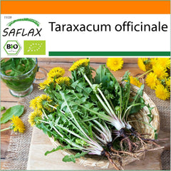 SAFLAX - BIO - Löwenzahn - 400 Samen - Taraxacum officinale