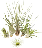 Tillandsien 5Er-Mix Mit EXTRA T. Fuchsii Var Gracilis, Luftreinigende Air Plants, Pflegeleicht, Natürliche Deko, Gärtnereizucht