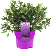 LILA AZALEA JAPANISCHER IMMERGRÜNER STRAUCH ROBUSTE GARTENPFLANZEN IM 2L TOPF X B1