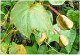 Stk - 10X Begonia Ignea Ziersträucher Garten Pflanzen - Samen ID340 -
