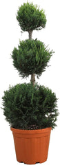 KENTIS - Cupressocyparis Leylandii - Drei Ball Zypressen - Echte Winterharte Pflanzen Für Garten - H 140-160 Cm Topf Ø 30 Cm