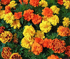 La Verde MEIN GARTEN UND ICH. Tagetes Bonita Blumensamen mischen für ca. 100 Pflanzen, langblühende Ringelblumen, gefüllte Blüten, gentechnikfreie Samen