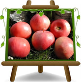 Apfelbaum Abbondanza Rossa – Antike Sorte, Topf Ø 20 Cm, Höhe 150–170 Cm, Alter: 2 Jahre – Italienische Baumschule