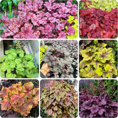 Heuchera - Purpurglöckchen Schnell Wachsende Sträucher Küchenkräuter Balkonpflanzen Balkon Kräutergarten Küche Indoor Blumensamen Gastgeschenk Bonsai Gartendeko Für 500Samen