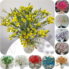 Chamelaucium Uncinatum - Balkonpflanzen Frühlingsblumen Winterharte Gartenblumen Gartendeko Für Draußen Hecken Sträucher Winterhart Blühend Topfpflanzen Nachhaltige Geschenke Garten 130Samen
