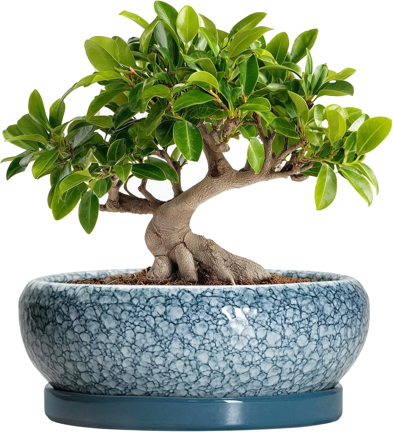 Ghiveci ceramic pentru bonsai, glazurat, puțin adânc, pentru plante suculente, cu orificiu de drenaj și farfurie din bambus pentru plante de apartament, 20,3 cm, maro