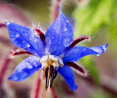 Samen 20 Stück Borago Officinalis Exotische Blumensamen Outdoor-Blumengarten Schön und hell (Liu Li Ju): 13