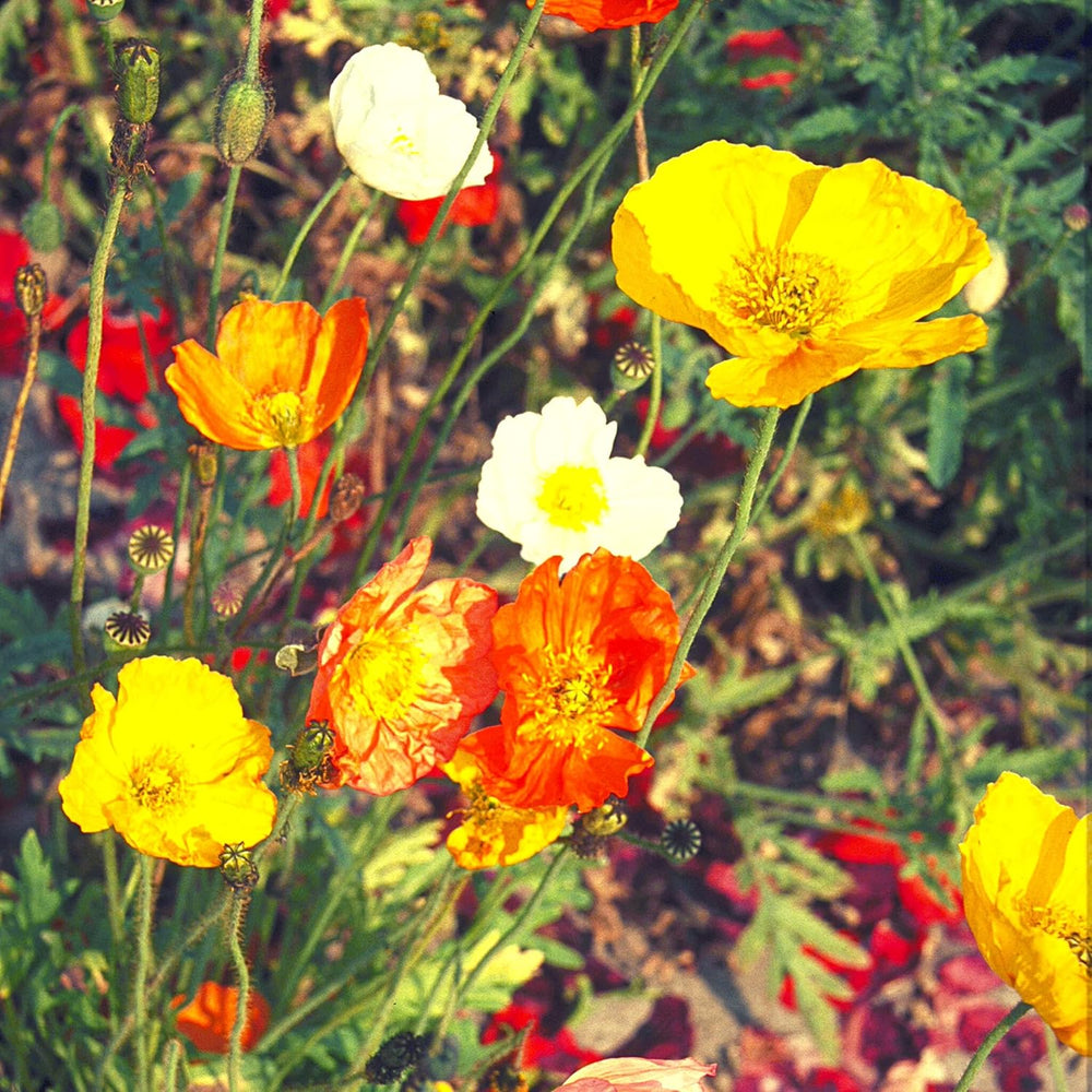 Isländischer Mohnsamen-Mix (Papaver nudicaule) – Wunderschön blühender Mohn mit langer Blütezeit für eine bunte Blumenwiese (Isländischer Mohn)