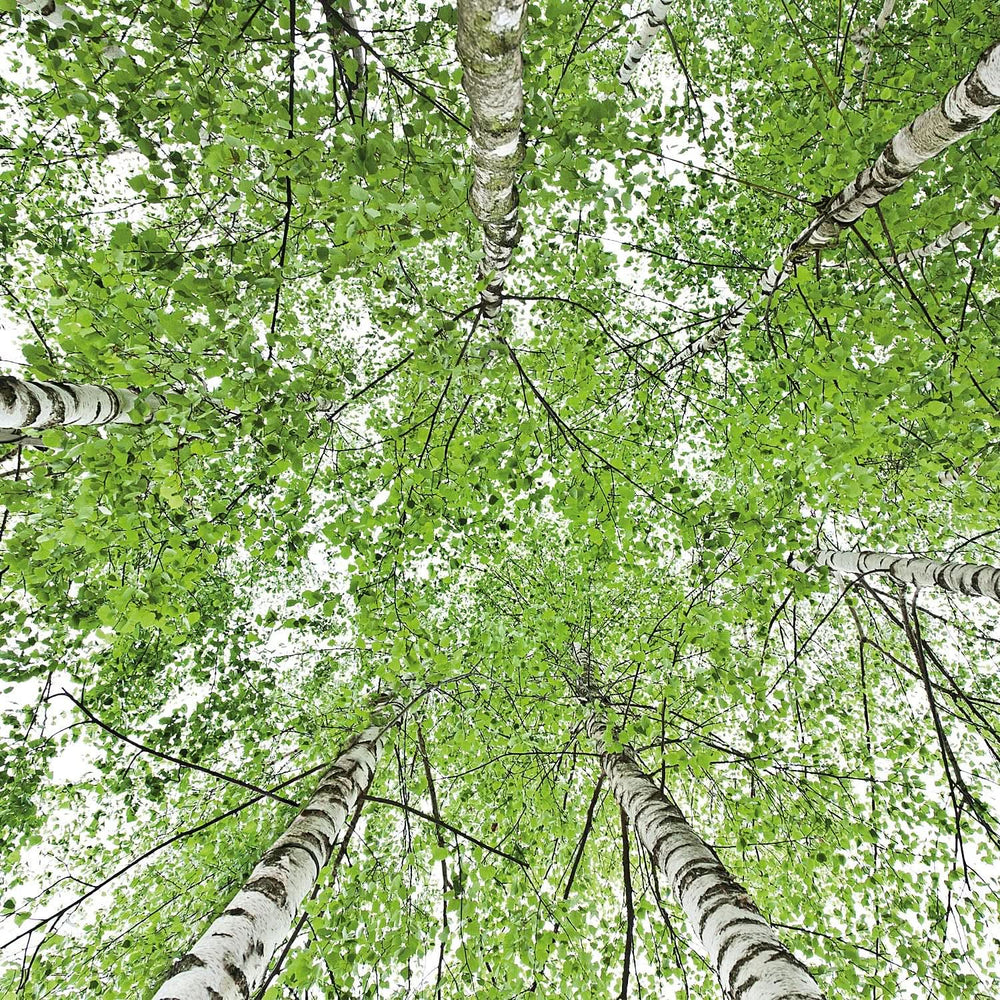 WELEDA Bio, Körperöl mit Jojobaöl, stärkt die Haut und aktiviert den Hautstoffwechsel, 100 ml Dusche und Bad Naty Shop