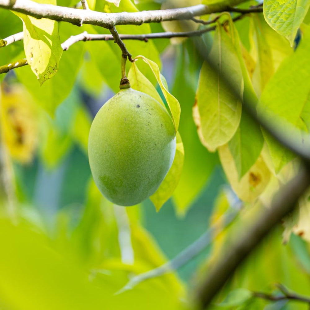 Asimina Triloba Sunflower (Pawpaw) Obstpflanze Antik Auf Topf 18-Max. 50Cm