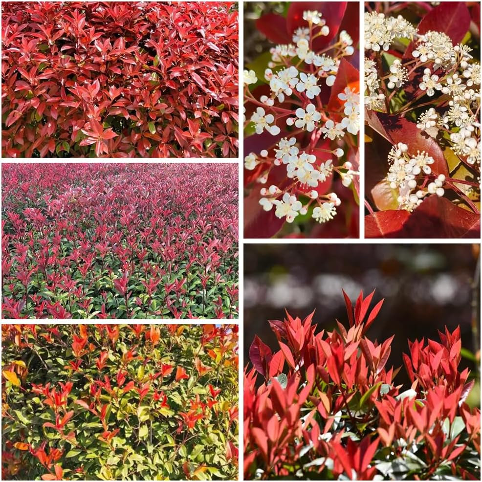Rote Glanzmispelsamen, Red Robinsamen, Hochbeet Winterharte Balkonpflanzen Gewächshaus Mehrjährig Garten 420Pcs