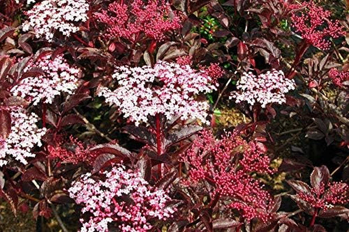 Sambucus Nigra ‚Thundercloud‘ (AGM) Wahl Lila Blatt Elder Beeren Bareroot