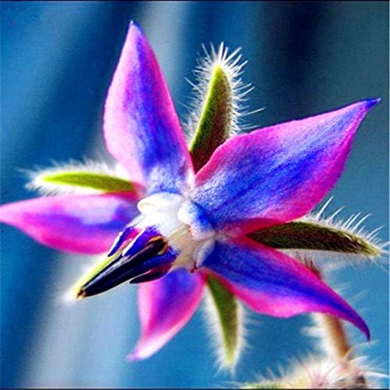 Samen 20 Stück Borago Officinalis Exotische Blumensamen Outdoor-Blumengarten Schön und hell (Liu Li Ju): 13