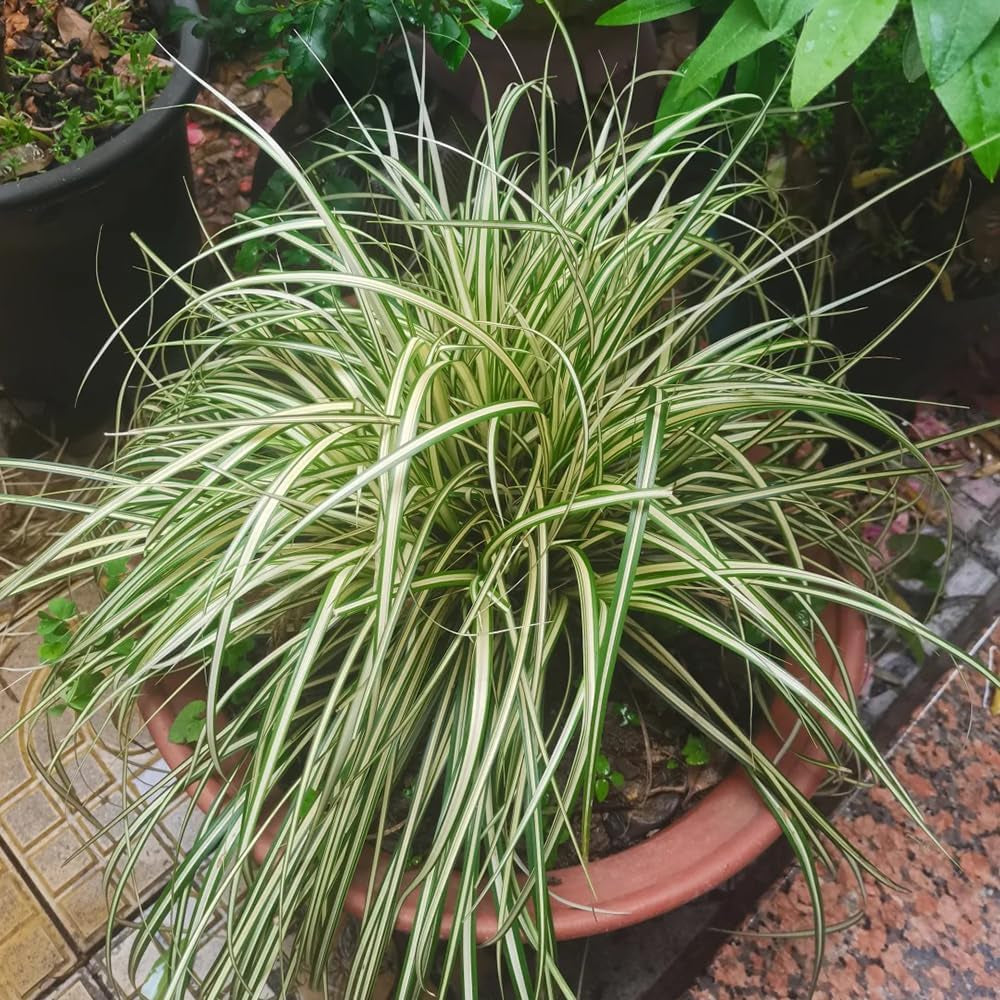 Carex Oshimensis Evergold Topfpflanzen Draußen Winterhart Ziergras Sichtschutz Balkonpflanze Winterharte Kübelpflanzen Winterharte Ziergräser Für Kübel Grünpflanzen Bodendecker 100Samen