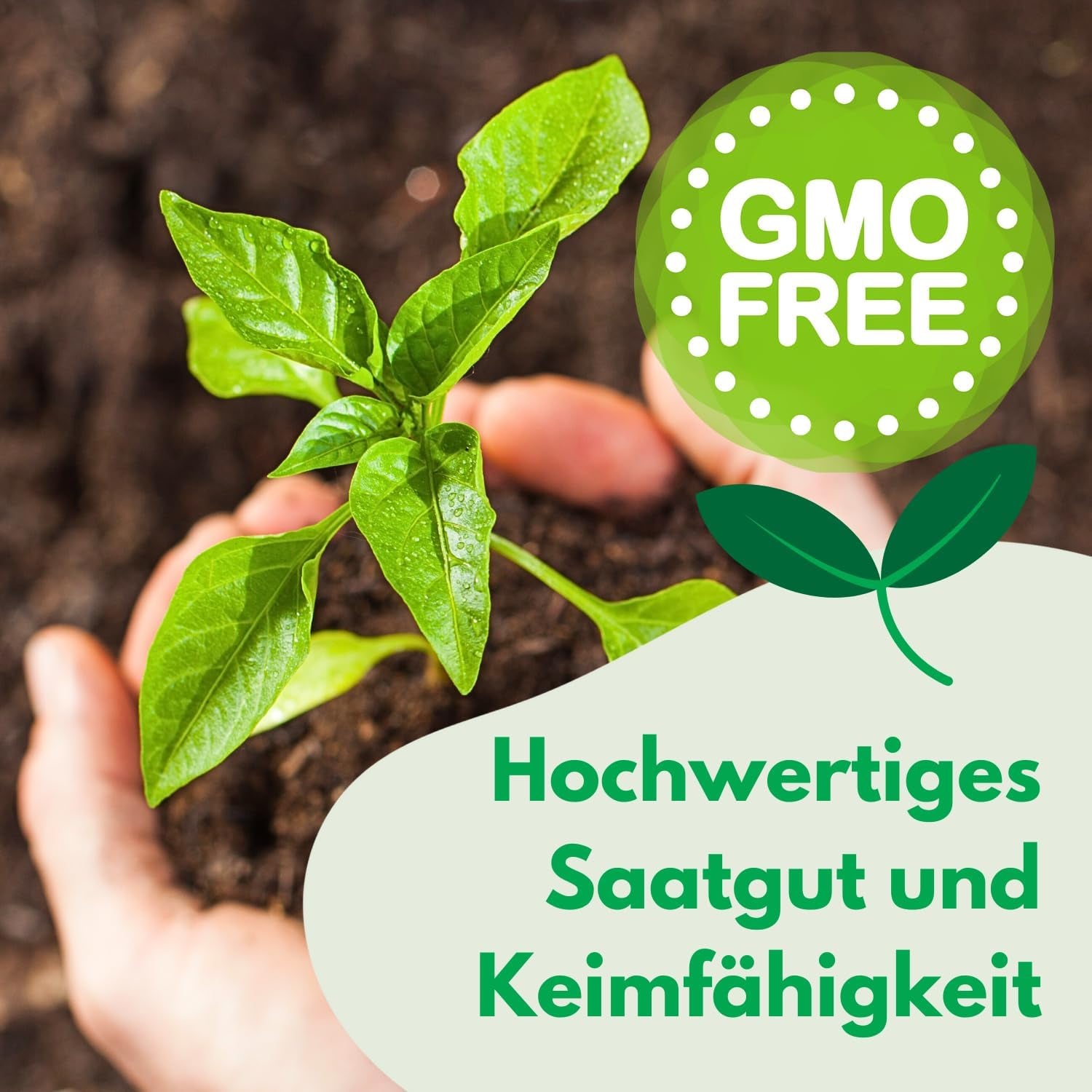 Cosmos Sensation Mix 1g Samen, Cosmos Mix Sommerblumen, Gartenpflanzen Balkonpflanzen, Blumensamen