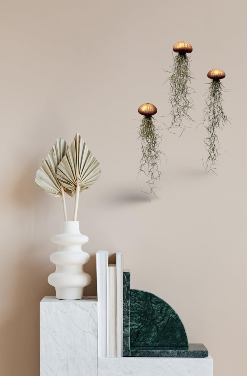 Tillandsien Luftpflanzen 3Er Set – Quallenpflanzen Mit Bronzefarbenen Seeigeln – Echt & Pflegeleicht – Bromeliengewächse Mit Spanischem Moos – Halterung Für Zuhause – Trendyairplants
