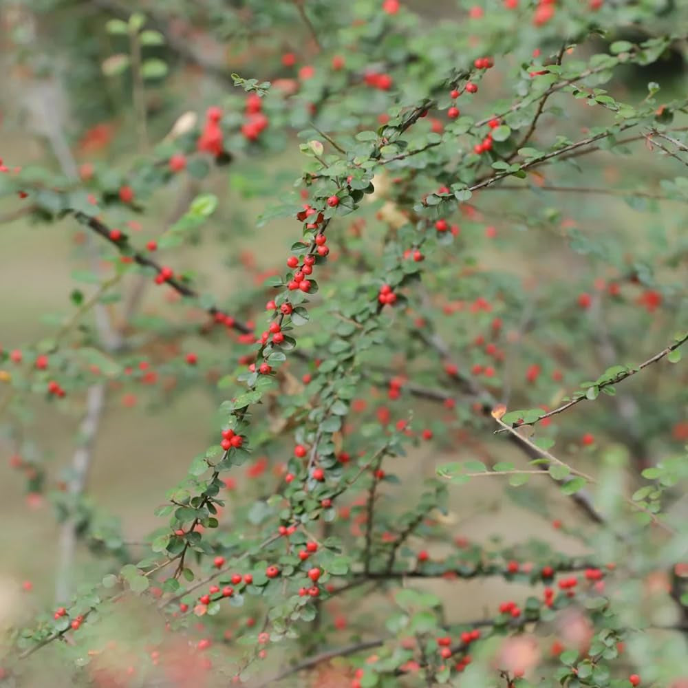 Teppichmispel, Zwergmispel, Bodendecker Cotoneaster Dammeri, Baumsamen Sträucher Garten Blumensamen Gastgeschenk Balkonpflanzen Seltene 150Samen