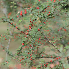 Teppichmispel, Zwergmispel, Bodendecker Cotoneaster Dammeri, Baumsamen Sträucher Garten Blumensamen Gastgeschenk Balkonpflanzen Seltene 150Samen
