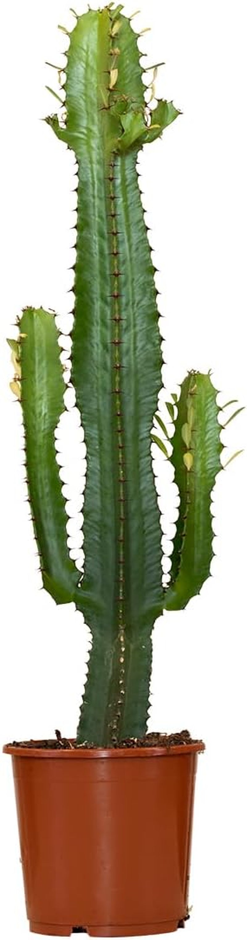 Bloomique - Euphorbia Acrurensis - Cowboy Kaktus - Sukkulenten - Zimmerpflanzen - Sehr Pflegeleicht - Höhe 80-100 Cm - Topf 24 Cm
