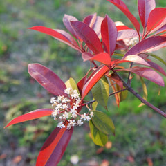 Glanzmispel Red Robin - Exotische Gartendeko Für Draußen Hecken Blühende Sträucher Winterhart Bio Steingartenpflanzen Winterhart Sträucher Garten Bodendecker Outdoor Stauden 800Samen