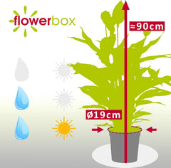 Einblatt - Echte Zimmerpflanze, Spathiphyllum Lauretta - Höhe Ca. 90 Cm, Topf-Ø 19 Cm