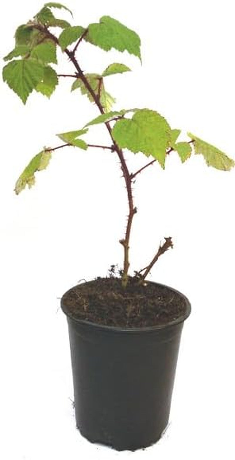 5 X Japanische Weinbeere - Rubus Phoenicolasius - Besondere Beeren Mit Außergewönlichem Aroma