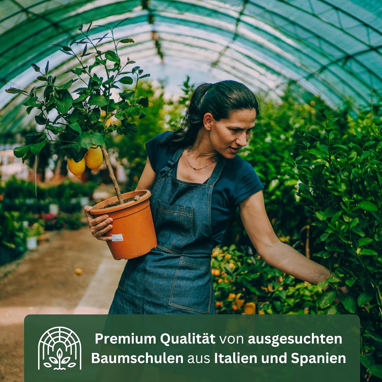 Orange von My Oranjeria – echte Orange – Zitruspflanze – Citrus sinensis – Orange – veredelte Orange für Gärtner (Mezzo [M])