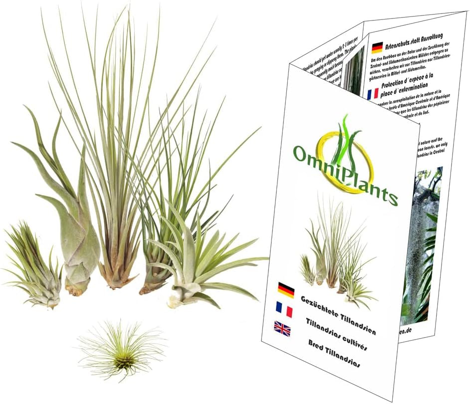 Tillandsien 5Er-Mix 1 EXTRA Tillandsie, Bromeliengewächs