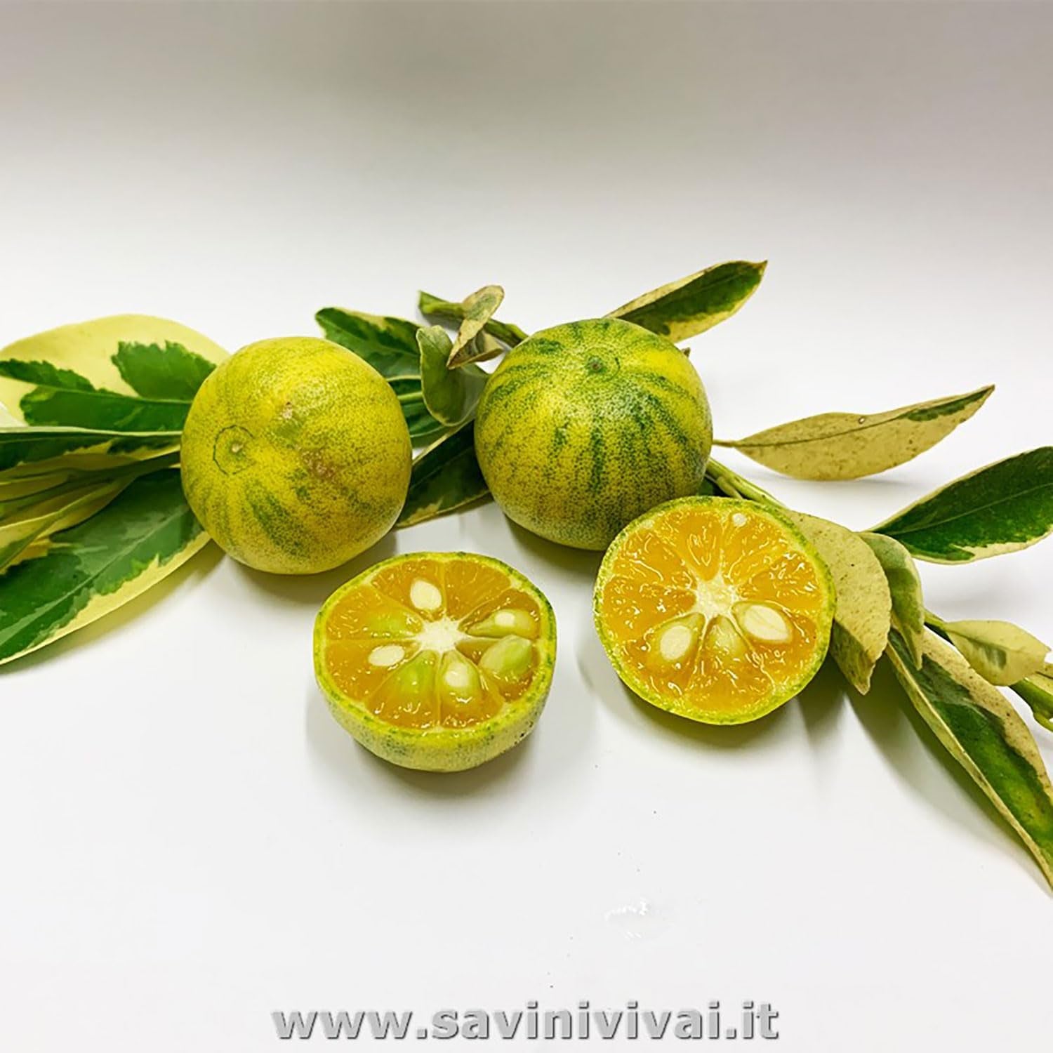 SAVINI VIVAI Bunte Calamondino-Pflanze, Bunter Calamondino-Zitrusbaum Im 20 Cm Topf, Höhe 70 Cm, 2–3 Jahre Veredelung, Hergestellt in Italien